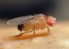 Drosophila melanogaster